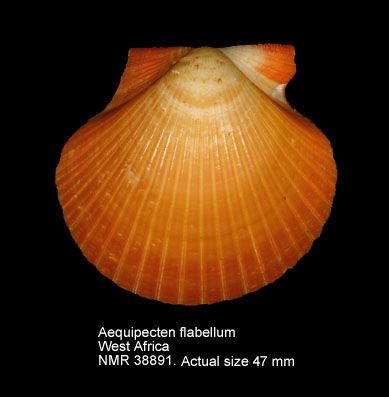 Aequipecten flabellum.jpg - Aequipecten flabellum(Gmelin,1791)